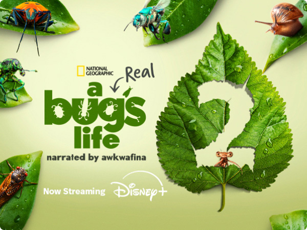 National Geographic's A Real Bug's Life narrated by Awkwafina. Now Streaming in DisneyPlus.