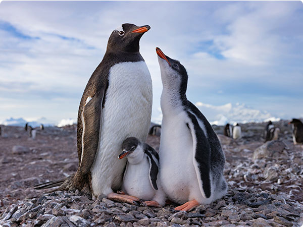 Penguin family standing on rocky terrain with a chick nestled at their feet, part of a National Geographic nature documentary scene.